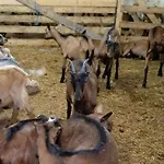 Bujtina E Muriqit Zogaji