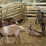 Bujtina E Muriqit * Zogaji