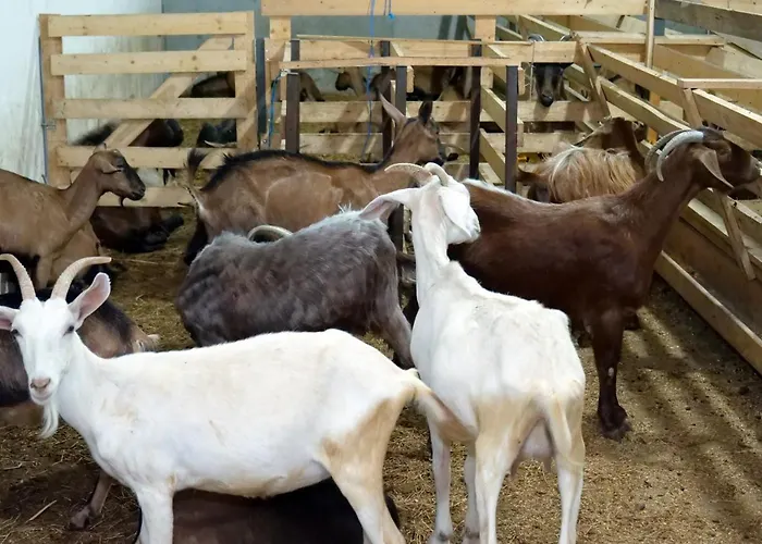 Bujtina E Muriqit * Zogaji