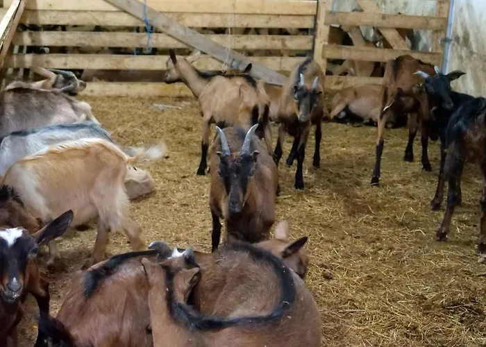 Bujtina E Muriqit Zogaji