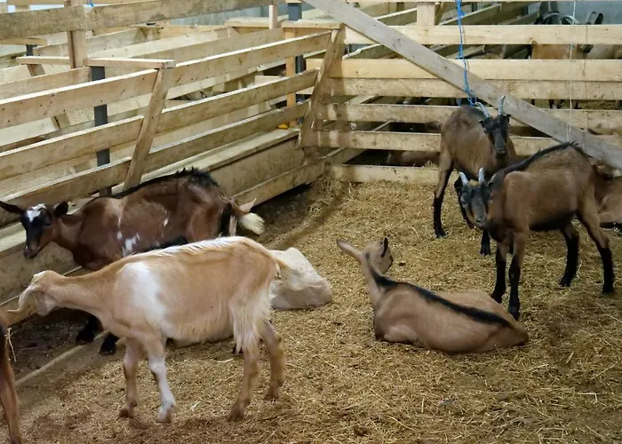 Bujtina E Muriqit * Zogaji