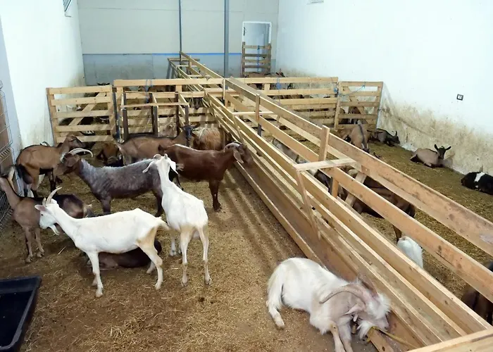 Bujtina E Muriqit * Zogaji