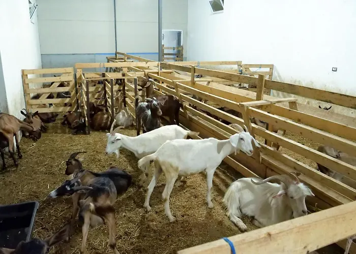 Resort Bujtina E Muriqit