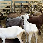Bujtina E Muriqit * Zogaji