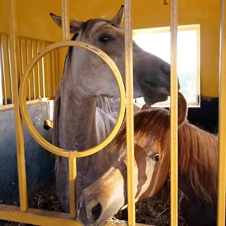 Bujtina E Muriqit منتجع