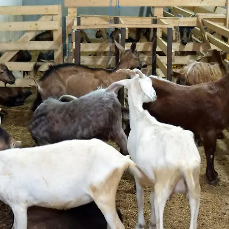 Bujtina E Muriqit * Zogaj (Shkoder)